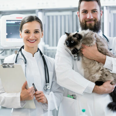 Urinary tract infection in cats – Signs and management